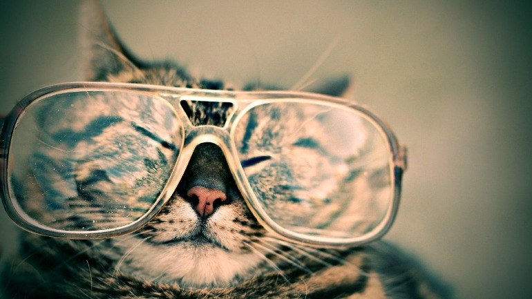 猫　眼鏡　サングラス