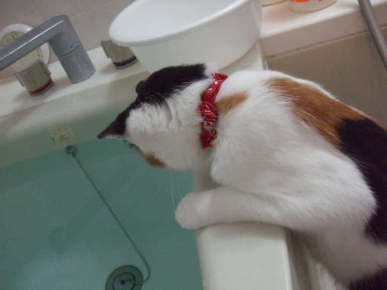 猫お風呂のぞく