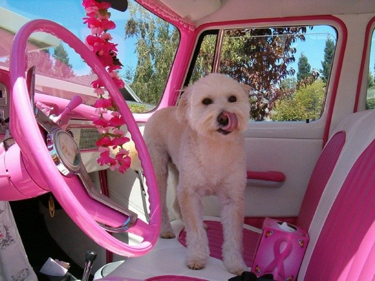 犬　ピンク　車