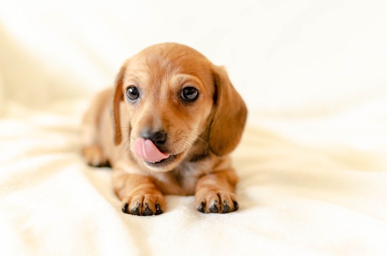 犬　舌　ペロ