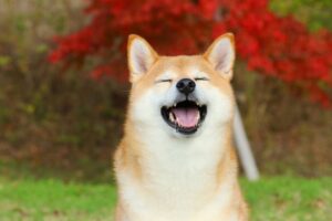 ニコニコ笑う柴犬