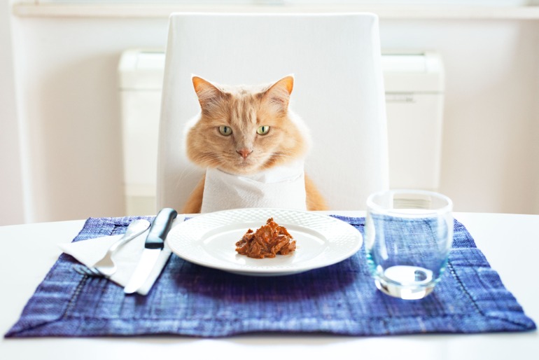 猫の食卓