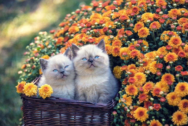 猫が花に囲まれている