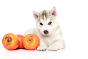 ハスキー犬と柿
