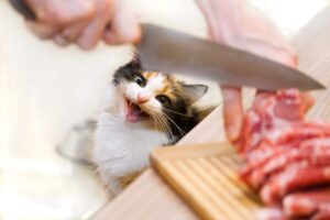 猫　生肉　包丁