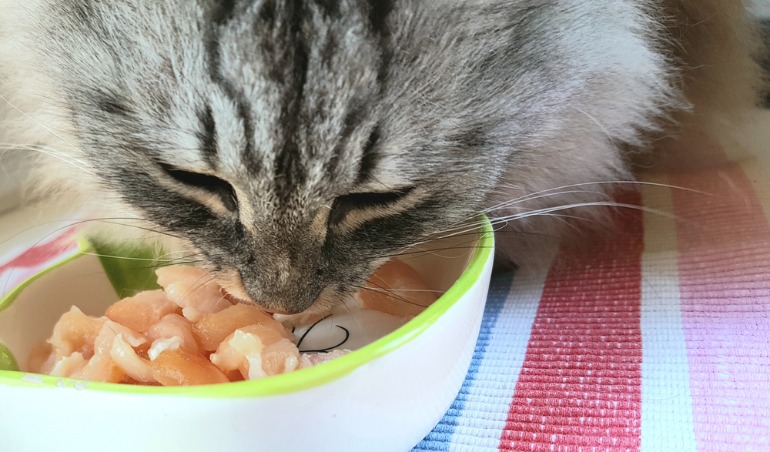 猫　ご飯　食べる