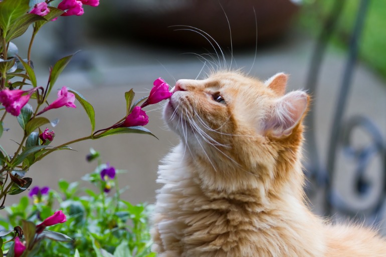 猫花の匂いを嗅ぐ