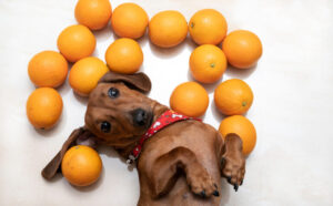 柑橘犬