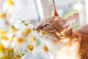 猫白い花匂い