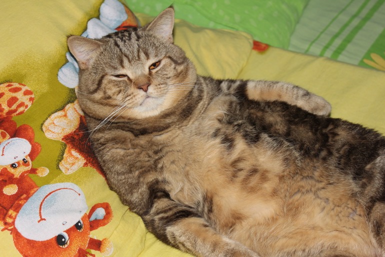 肥満の猫横たわる