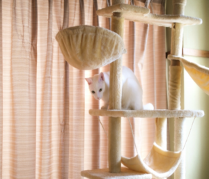白猫とキャットタワー