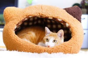 猫用　ベッド　オレンジ