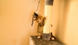 子猫　キャットタワーに登る
