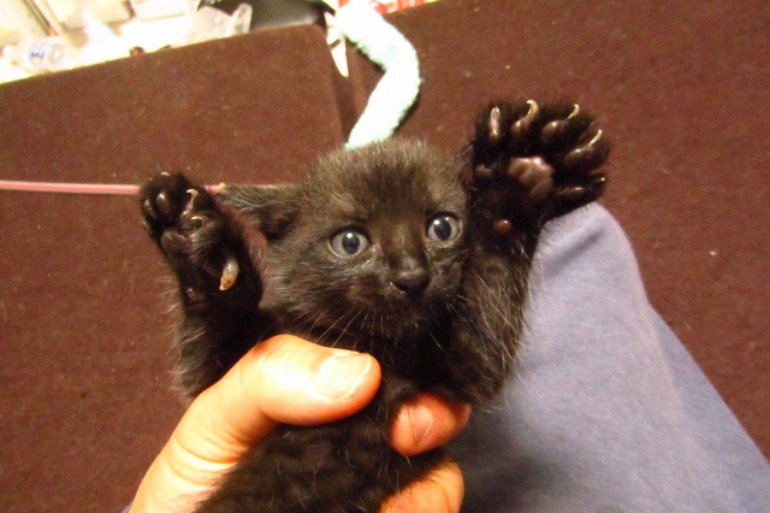 手を広げる黒猫