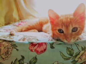 花柄　猫ベッド