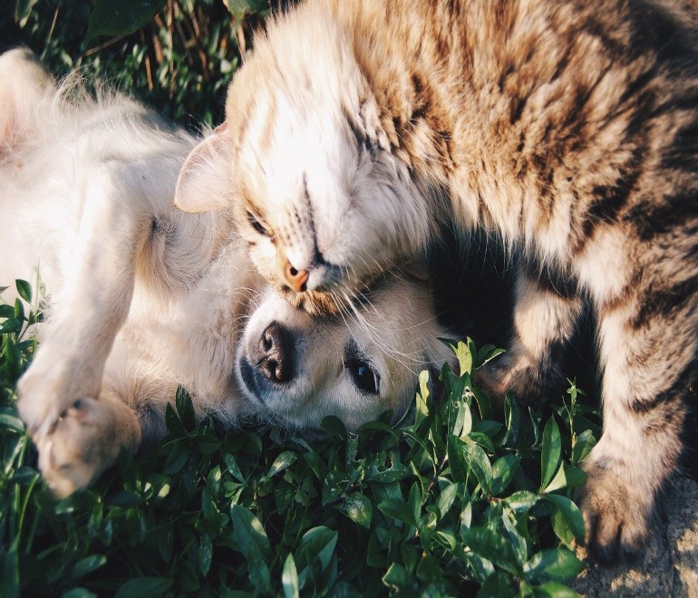 犬と猫　芝生