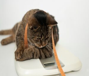 猫　体重計　メジャー