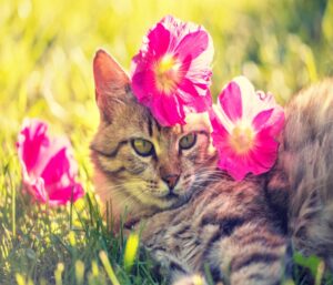 猫ピンクの花の中にいる