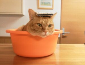 猫　洗面器