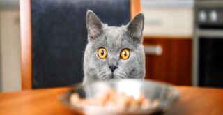 猫食卓ご飯を見つめる